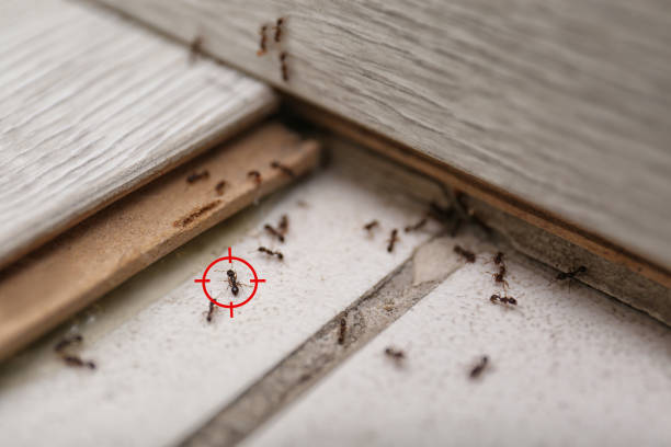 Insect Control in Oakland, SC