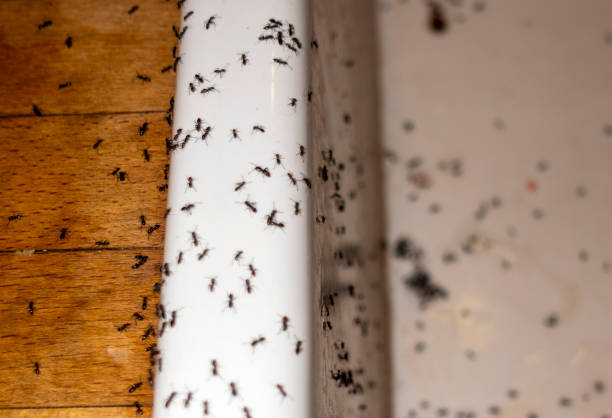 Best Insect Control  in Oakland, SC