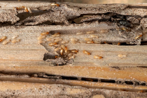 Best Pest Control Near Me  in Oakland, SC